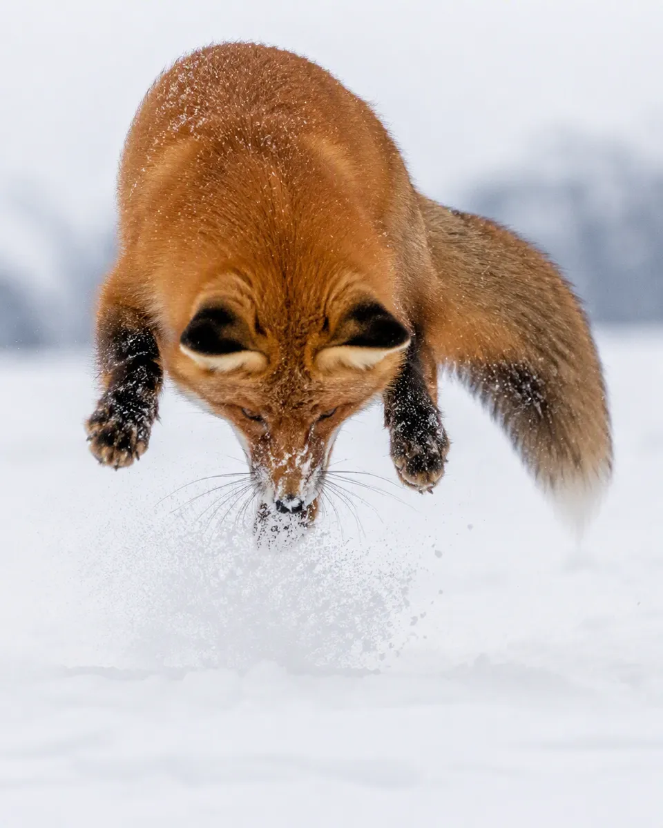 پرامپت پس‌زمینه با چت جی پی تی GPT Image : Create a breathtaking wildlife photograph of a… - ساخته‌شده با چت جی پی تی GPT…