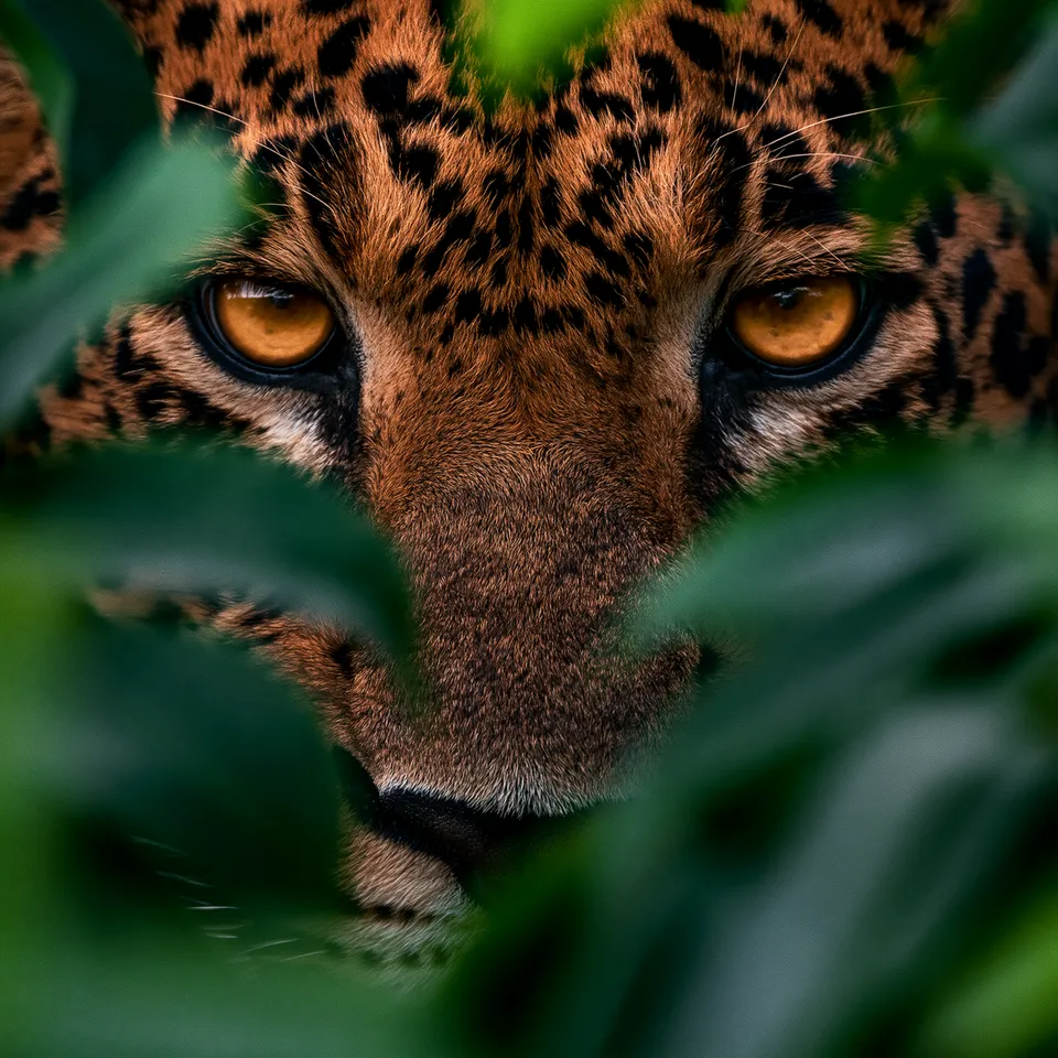 پرامپت پس‌زمینه با میدجرنی: extreme close-up of a leopard’s face and eyes… - ساخته‌شده با میدجرنی