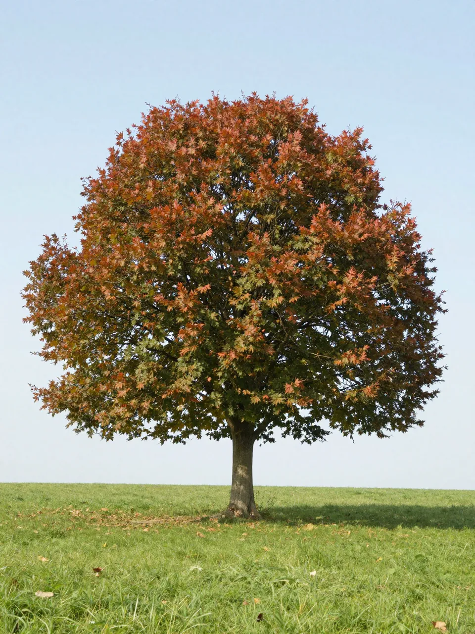 پرامپت پس‌زمینه با z-image-turbo: Just like reference colorful tree in loop with… - ساخته‌شده با z-image-turbo