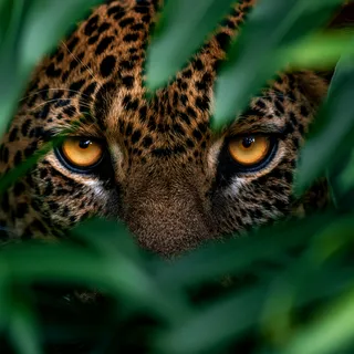 پرامپت پس‌زمینه با میدجرنی: extreme close-up of a leopard’s face and eyes… - تصویر 4، ساخته‌شده با میدجرنی
