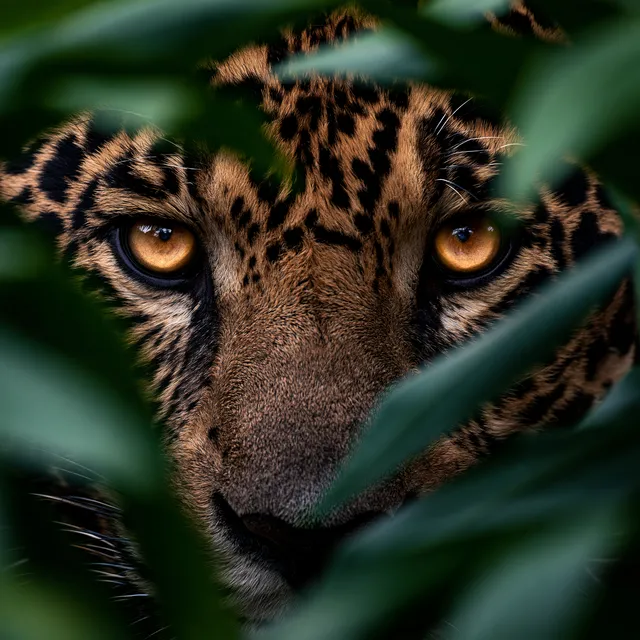 پرامپت پس‌زمینه با میدجرنی: extreme close-up of a leopard’s face and eyes… - تصویر 2، ساخته‌شده با میدجرنی