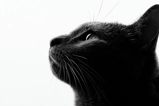 Fine art black and white portrait photography, side profi...