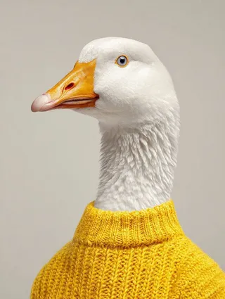 پرامپت پس‌زمینه با نانو بنانا جمینای : A portrait of a white goose wearing a knit… - تصویر 2، ساخته‌شده با نانو بنانا جمینای