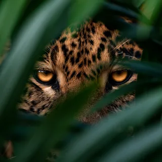 پرامپت پس‌زمینه با میدجرنی: extreme close-up of a leopard’s face and eyes… - تصویر 3، ساخته‌شده با میدجرنی